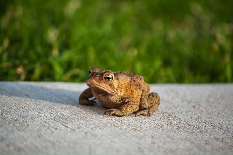 Toad