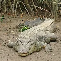 crocodile