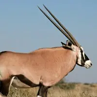 oryx gazelle