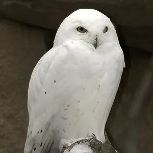 snowy owl
