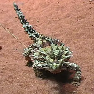 thorny devil