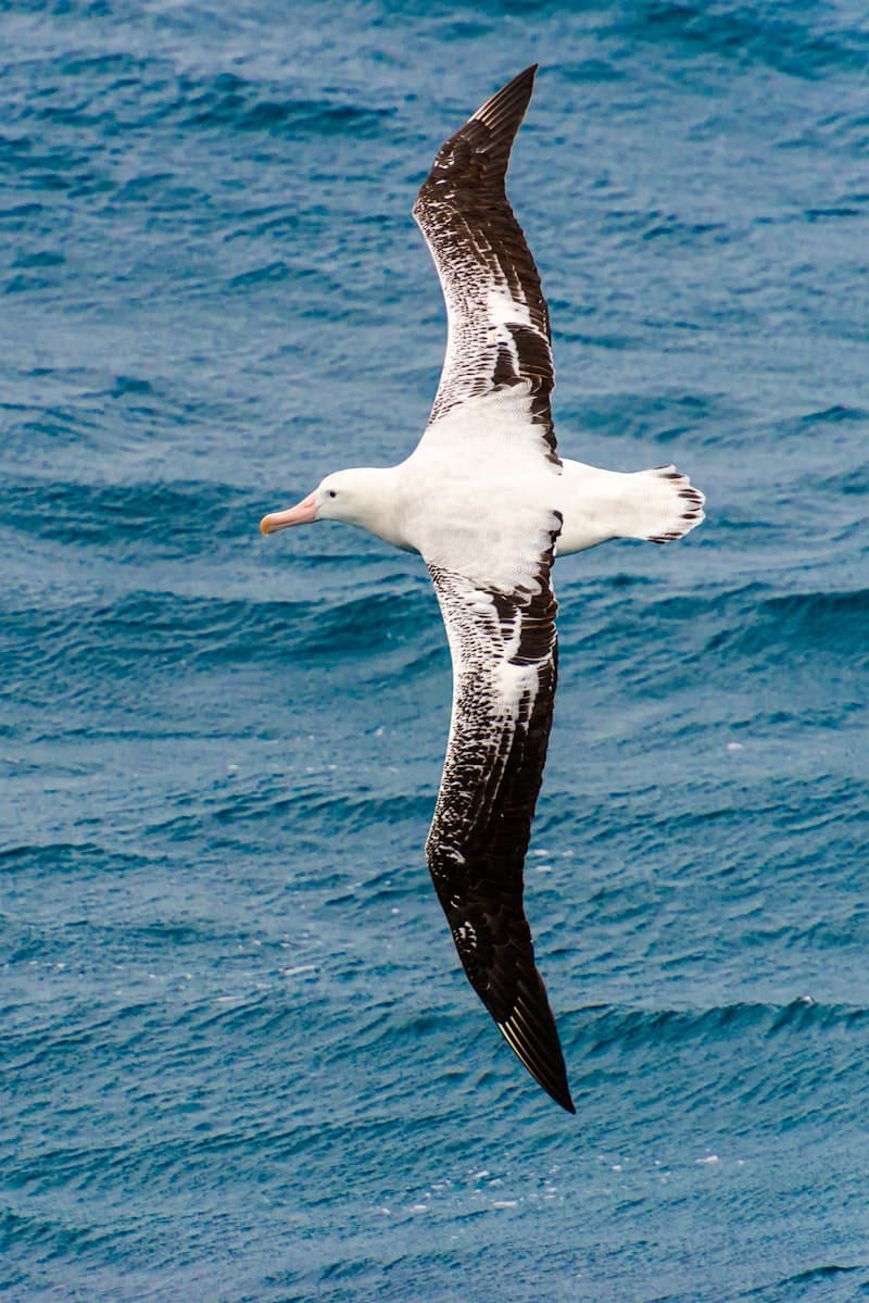 Albatross
