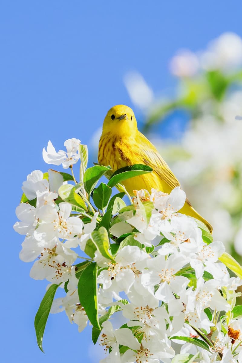 Canary