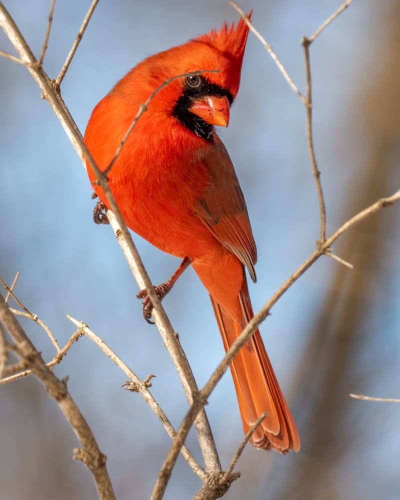 Cardinal