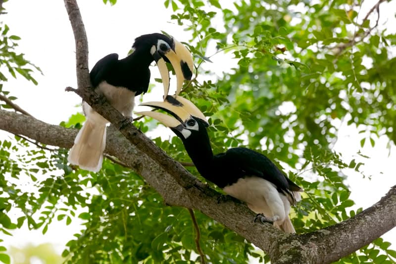 Hornbill