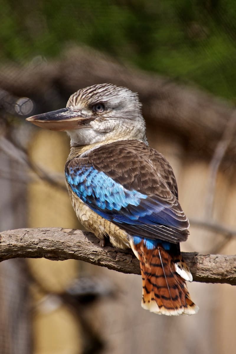 Kookaburra