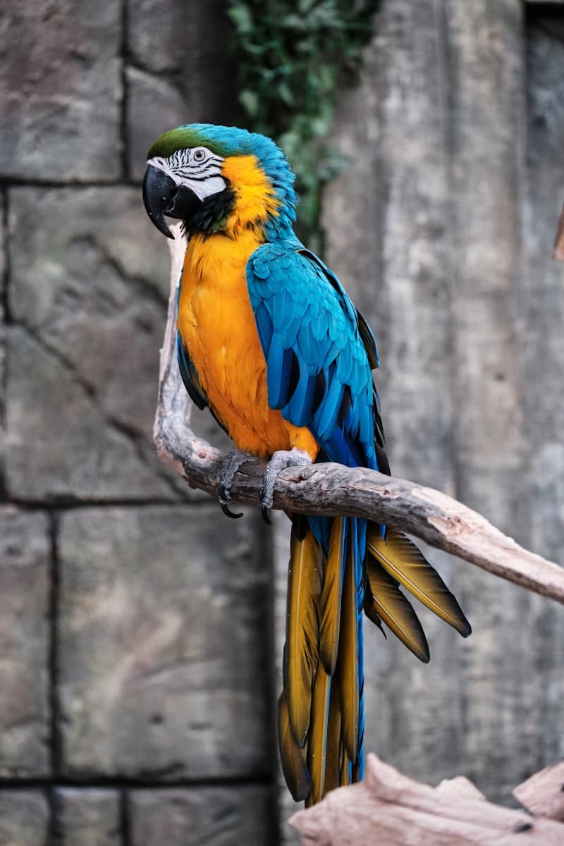 Macaw