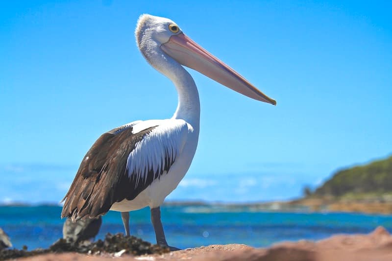 Pelican