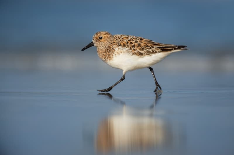 Sandpiper
