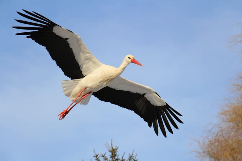 Stork
