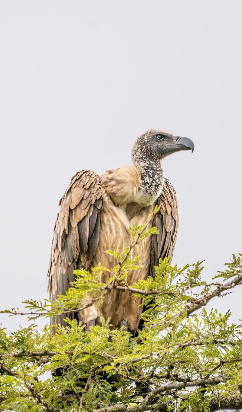 Vulture