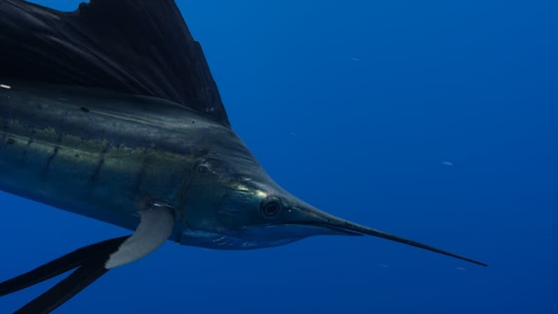 Swordfish