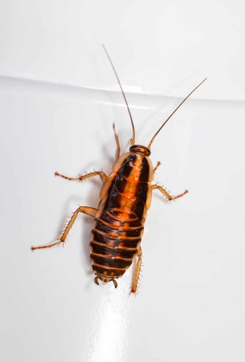 Cockroach