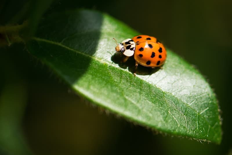 Ladybug