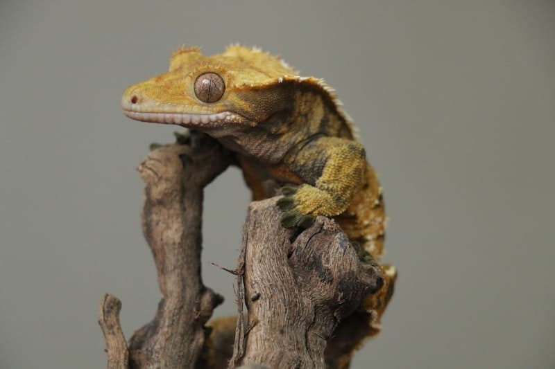 Gecko