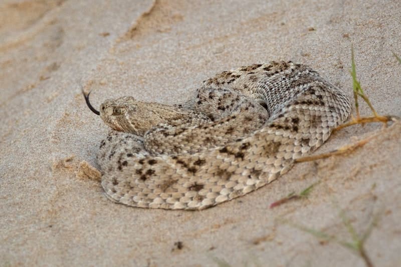 Rattlesnake